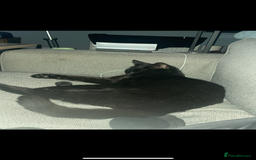 British Shorthair cats for sale: Adult male - Advert 2