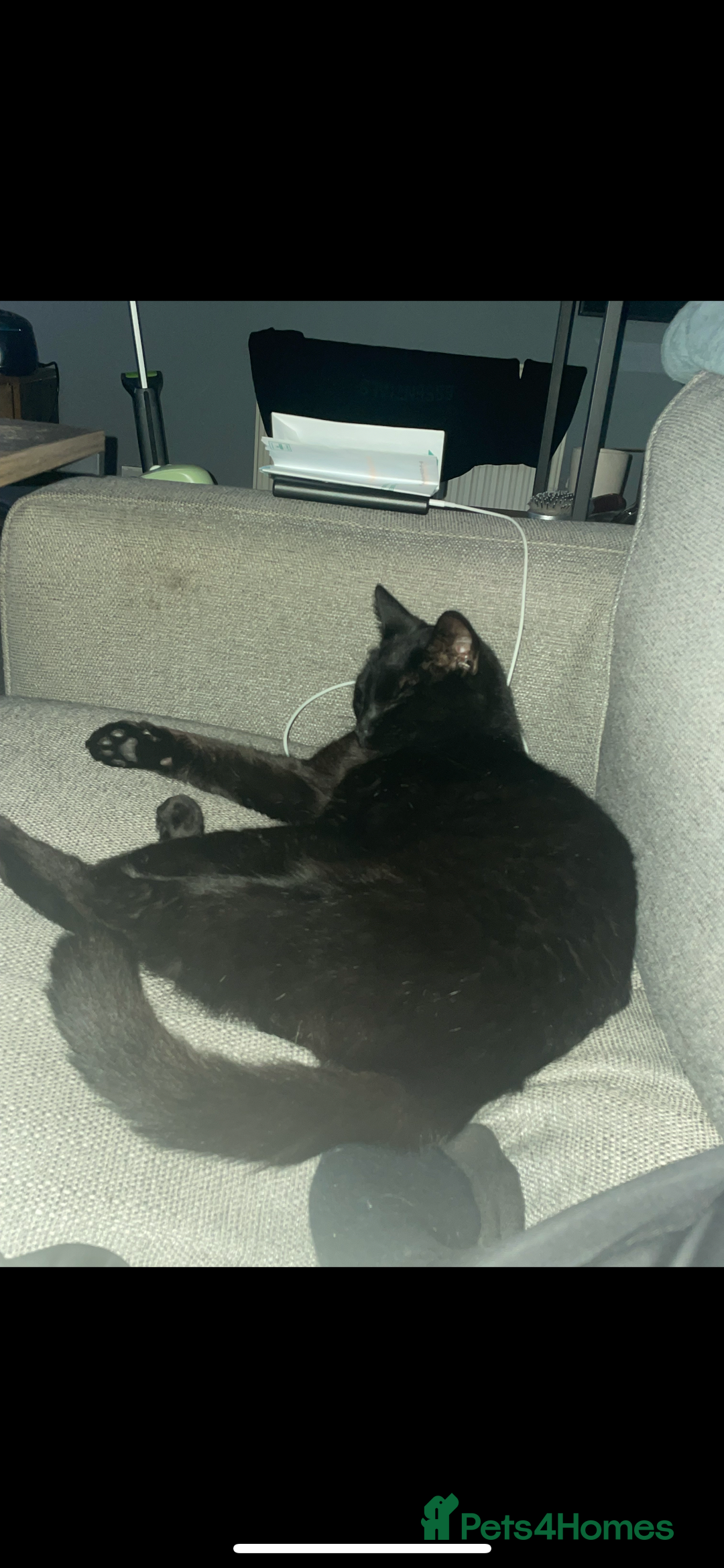 British Shorthair cats for sale: Adult male - Advert 2