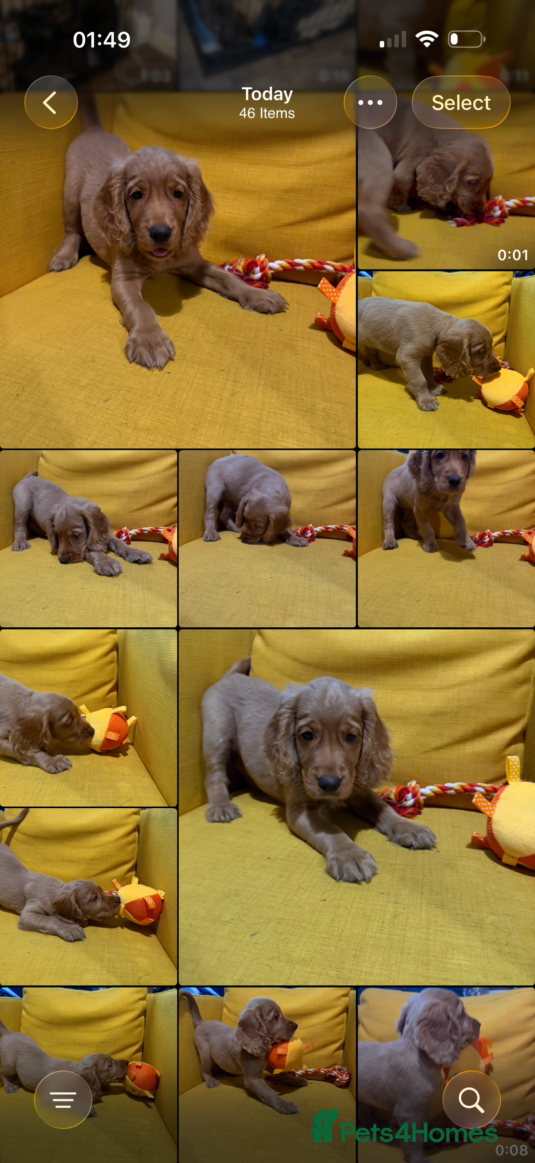 Cocker Spaniel dogs for sale: 7 Stunning Cocker Spaniel Puppies - Advert 29
