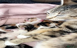 British Shorthair cats for sale: 1 Female Ginger Tabby 1 Male Black and White Tabby - Image 2