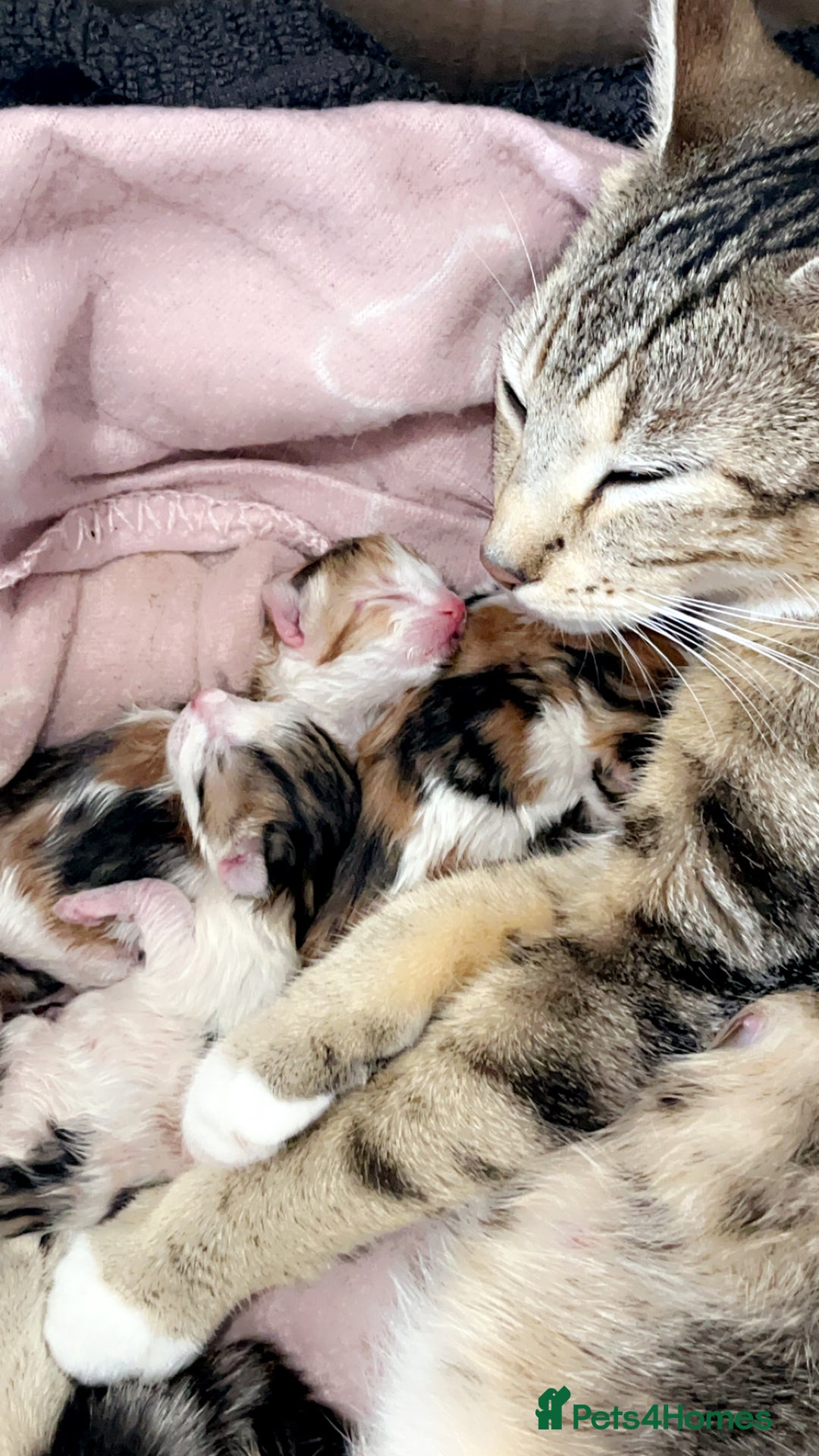 British Shorthair cats for sale: 1 Female Ginger Tabby 1 Male Black and White Tabby - Image 2