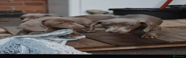 Miniature Dachshund 2