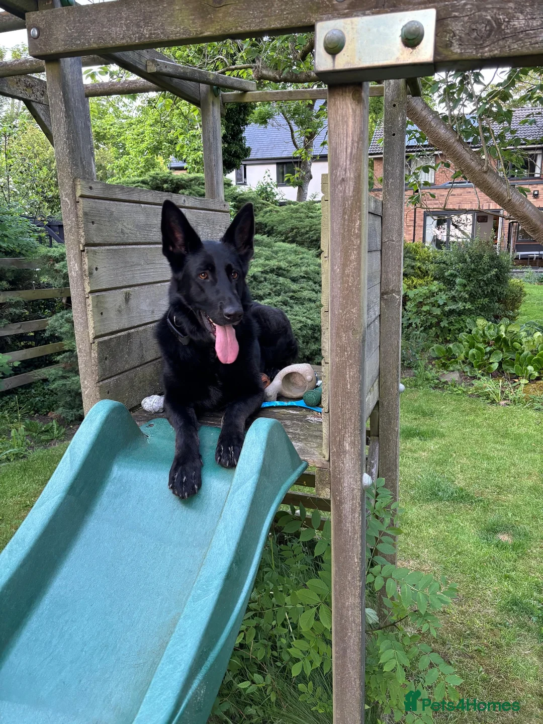German Shepherd dogs for sale: Laado - gentle loving girl German shepherd in Leicester - Advert 2