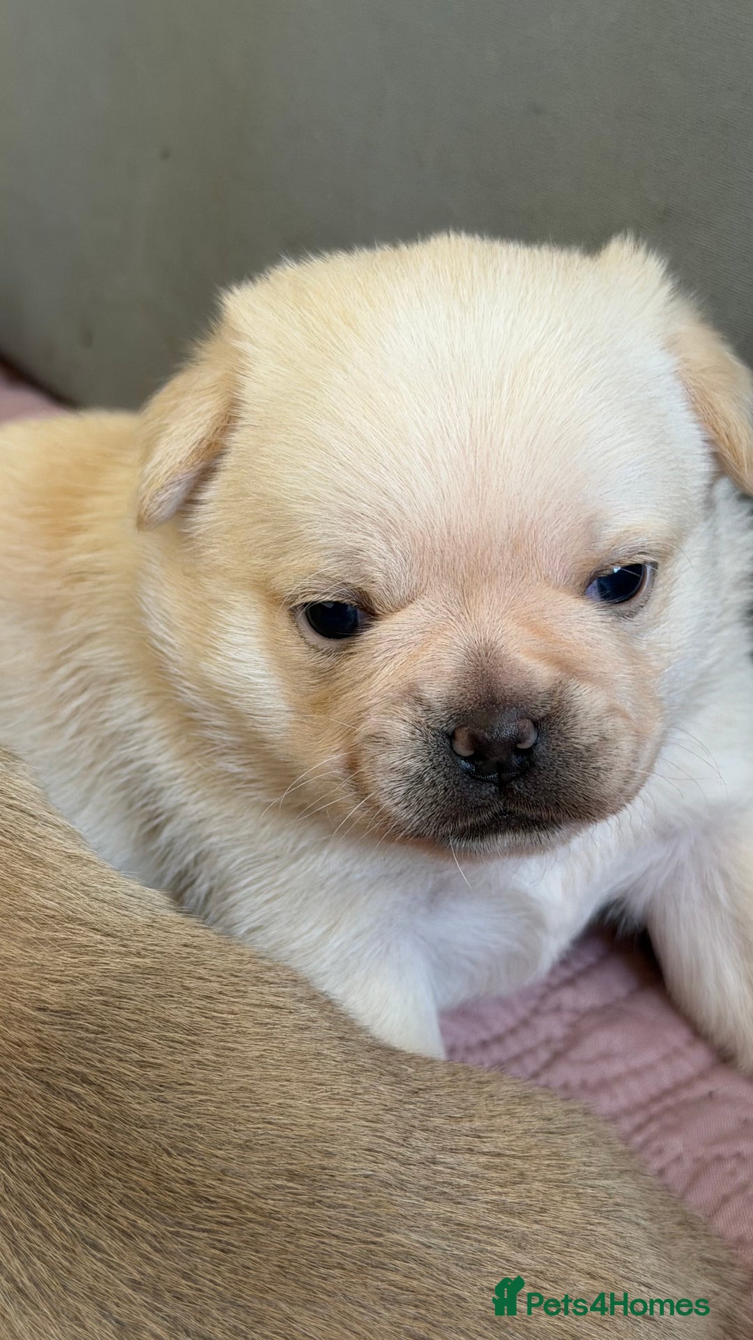 Mixed Breed dogs for sale: Adorable Pug x Pomeranian Puppies  - Image 33