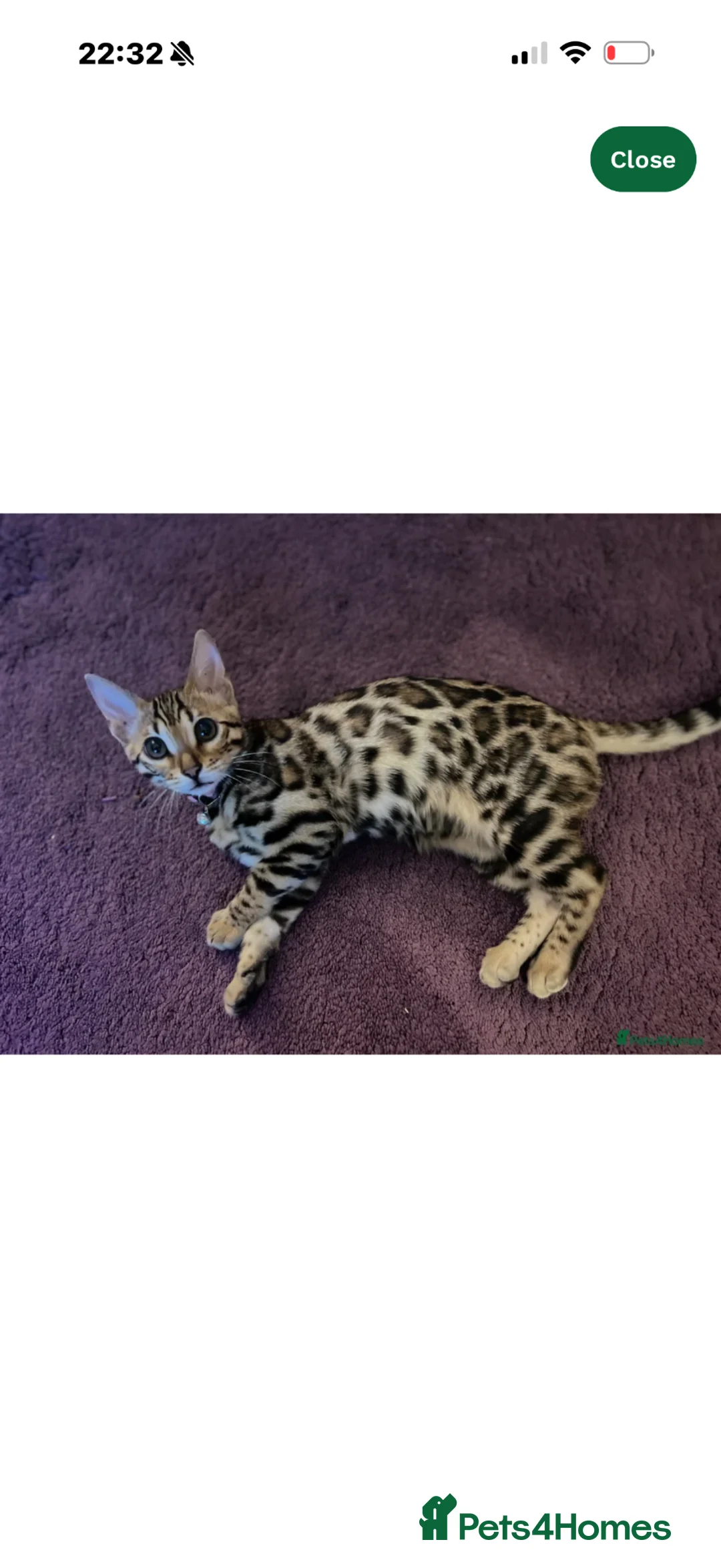 Bengal cats for sale: Dottie 1 year old female bengal in Sheffield - Advert 2