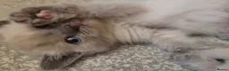 British Shorthair cats for sale: Beautiful British short hair kittens  in Cannock - Advert 6