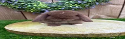 Mini Lop rabbits for sale: ⭐️ QUALITY FRIENDLY BABY MINI LOPS ⭐️ - Advert 15
