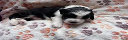 Sheepadoodle dogs for sale: Sheepadoodles for sale in Downham Market - Advert 20