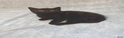 Mixed Breed cats for sale: Beautiful Kittens VIDEOS - Advert 8