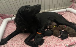 Cocker Spaniel dogs for sale: 2 beautiful cocker spaniels  - Image 16