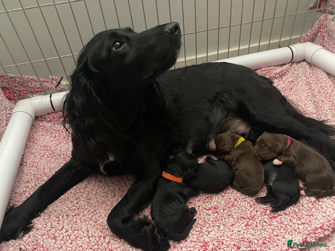 Cocker Spaniel dogs for sale: 2 beautiful cocker spaniels  - Image 16