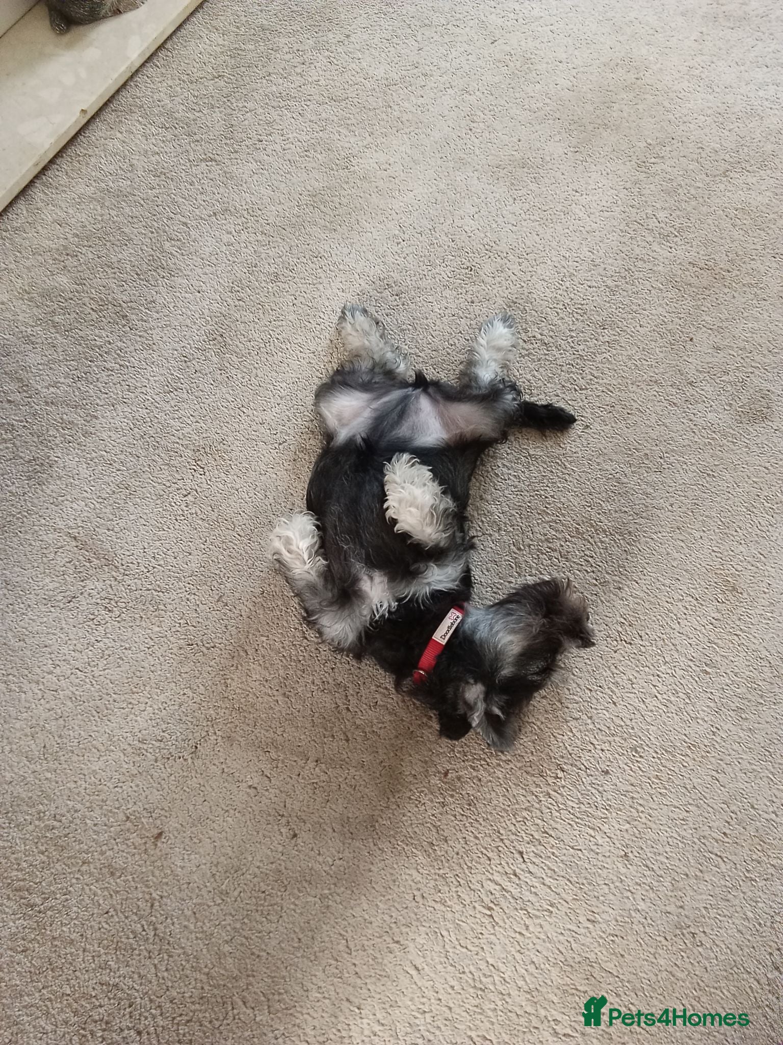 Miniature Schnauzer dogs Mrs PAPhipps - Advert 2