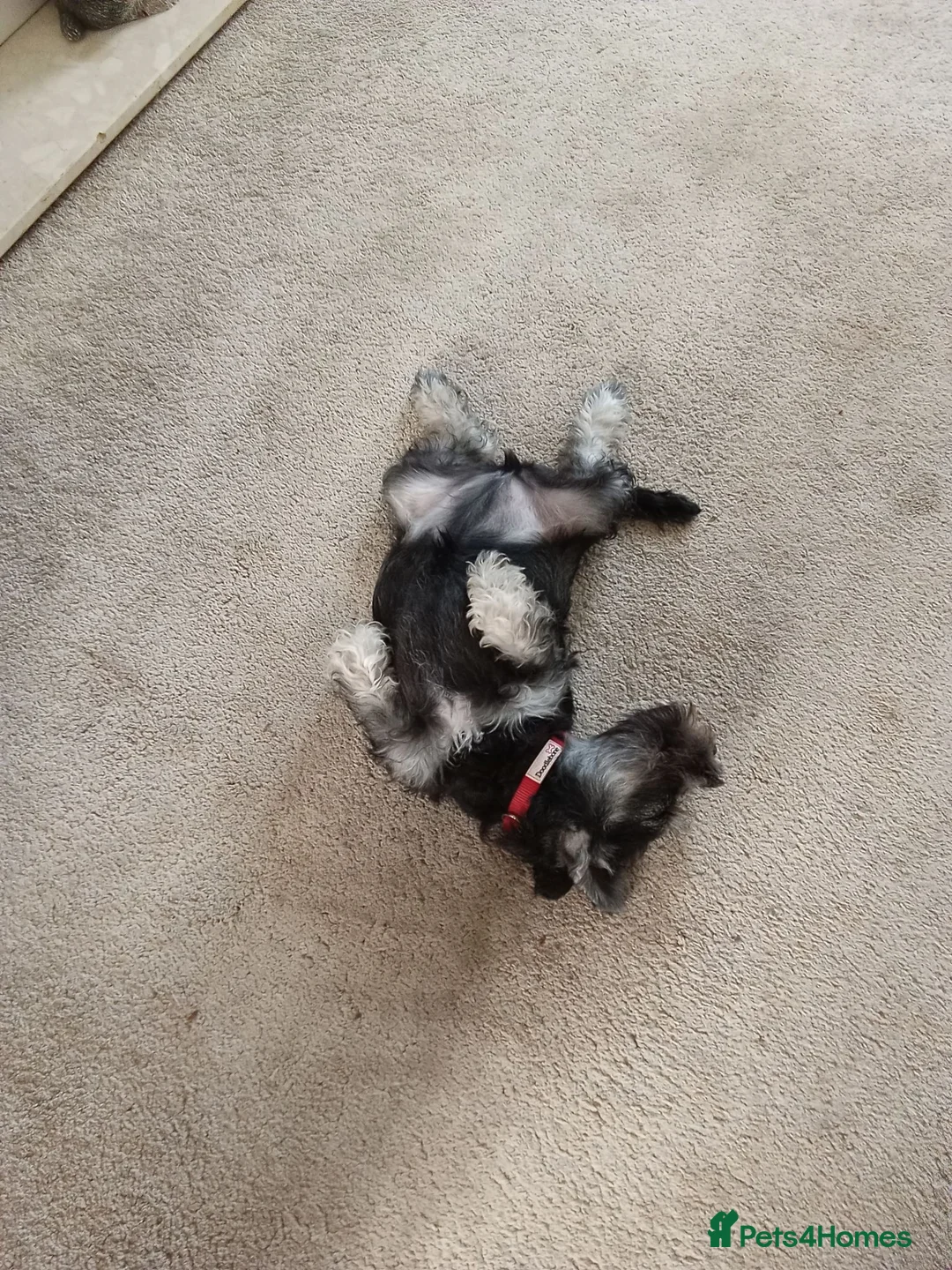 Miniature Schnauzer dogs for sale: Mrs PAPhipps in Stevenage - Advert 2