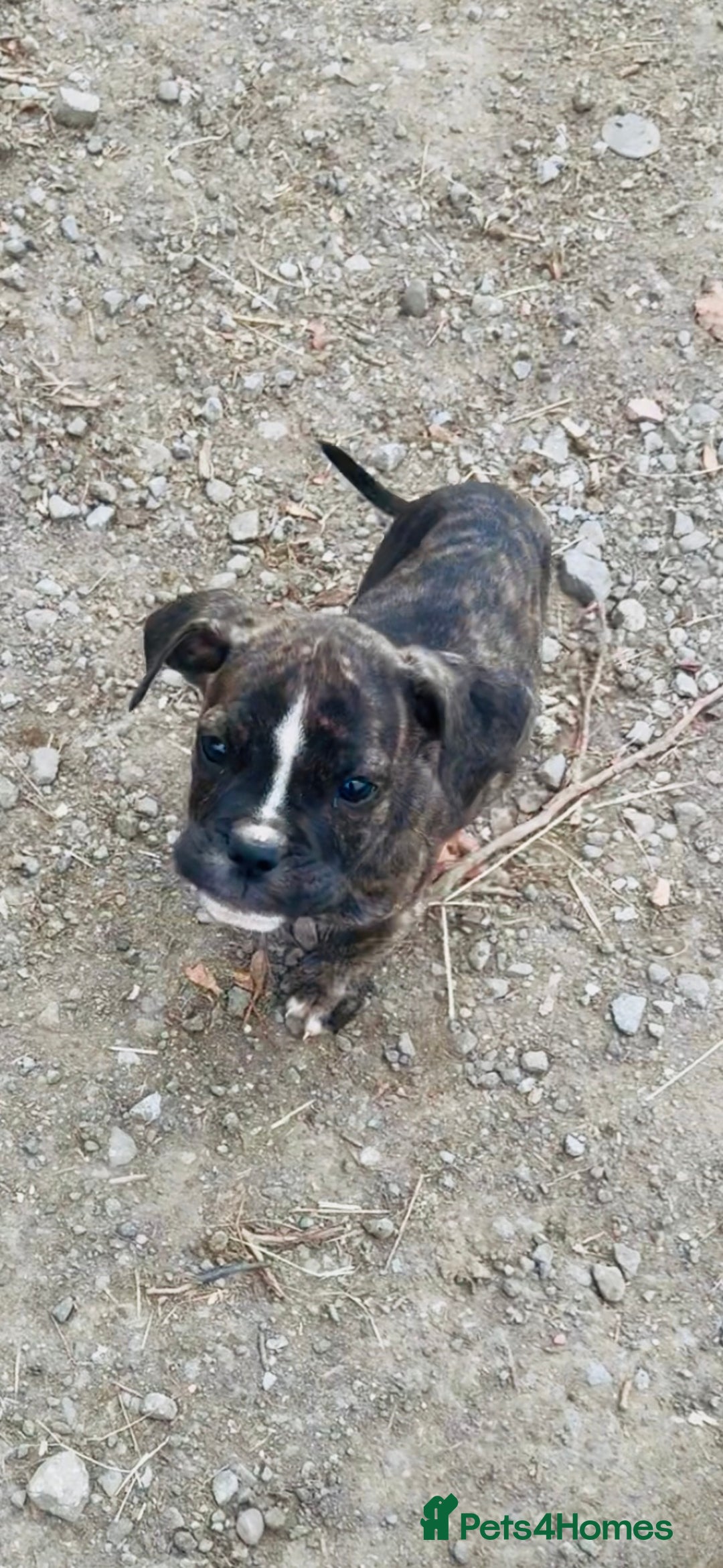 Mixed Breed dogs for sale: Reduce and ready to leave staff x bulldog 3 males - Image 7
