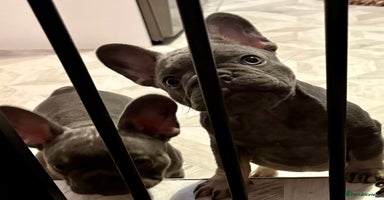 French Bulldog dogs - Advert 7