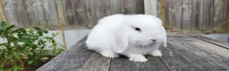 Mini Lop rabbits for sale: Mini Lop bunnies Pure Breed  - Advert 12