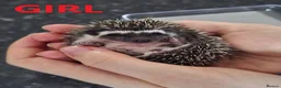 Pygmy Hedgehog rodents for sale: Pygmy hedgehogs, 1 girl 2 boys - Advert 4