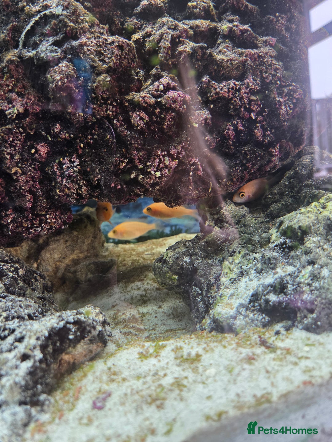 Cichlids fish for sale: African cichlids babies  - Image 3