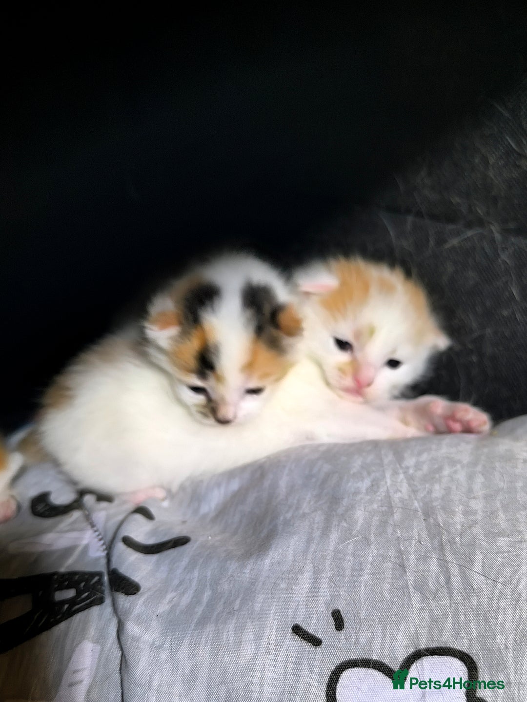 Domestic Shorthair cats for sale: 3 beautiful kittens - Image 6