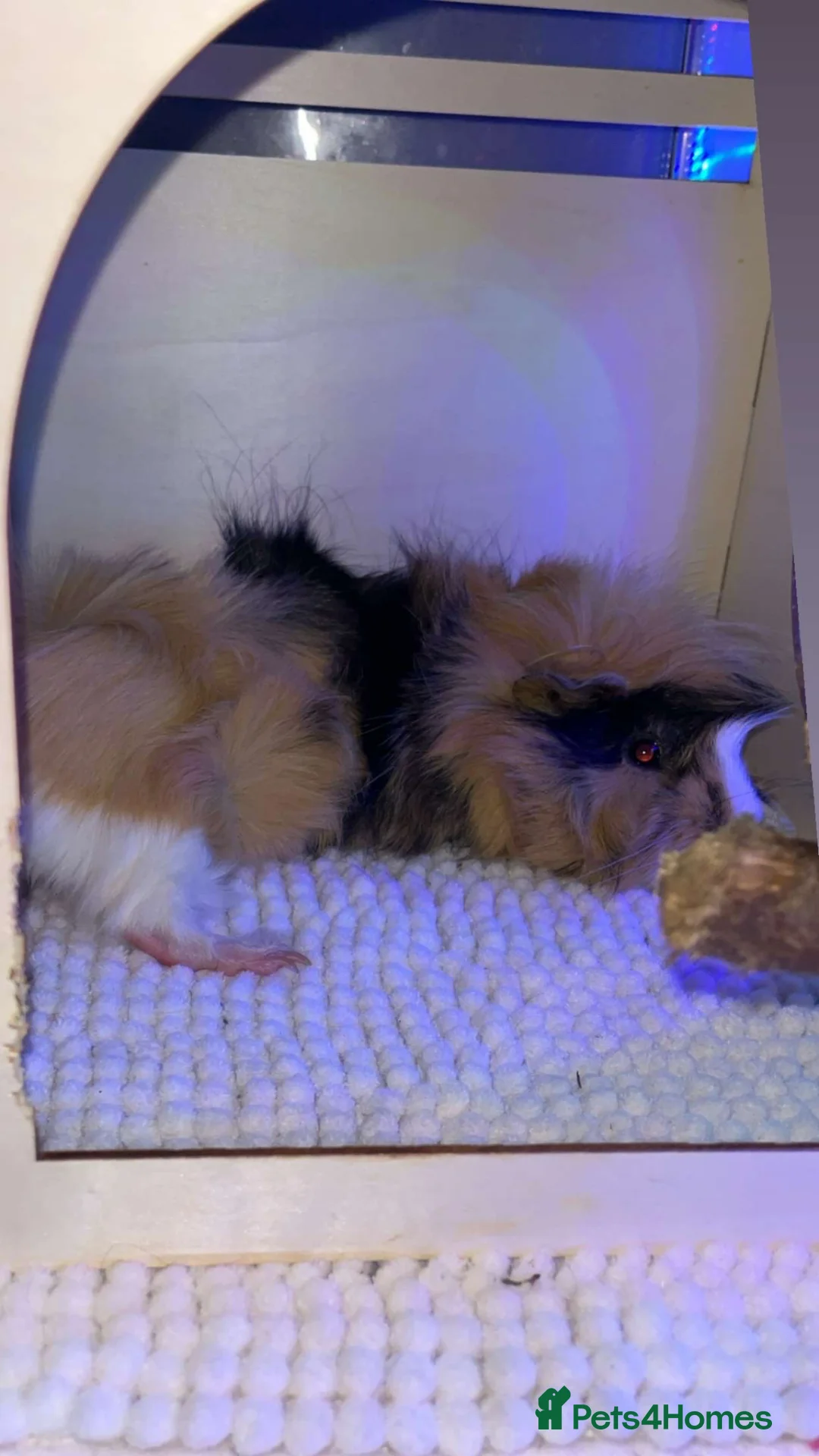 Guinea Pig rodents for sale: 2 lovely boys looking for a 5 star home  in Liverpool - Advert 2
