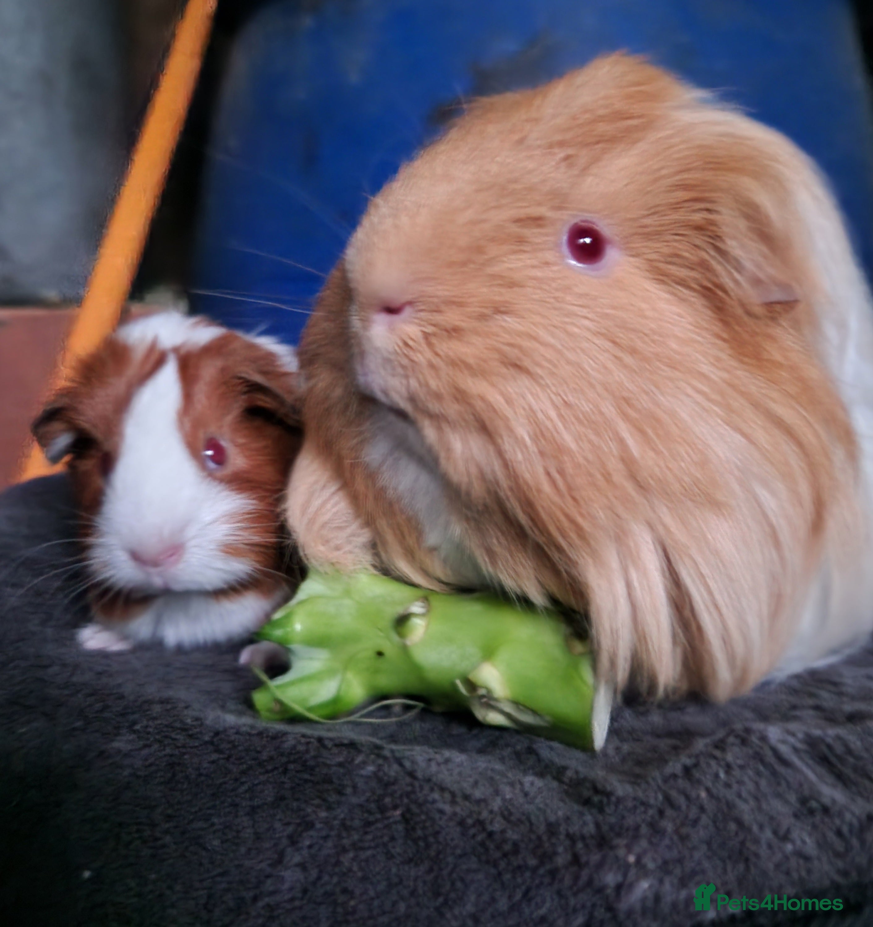 Guinea Pig rodents Father and son duel ready on 11th feb 26 - Advert 6