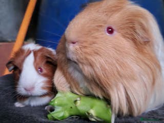 Guinea Pig rodents Father and son duel ready on 11th feb 26 - Advert 3