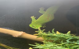 Gecko reptiles for sale: Giant Madagascan Day Gecko - Image 4