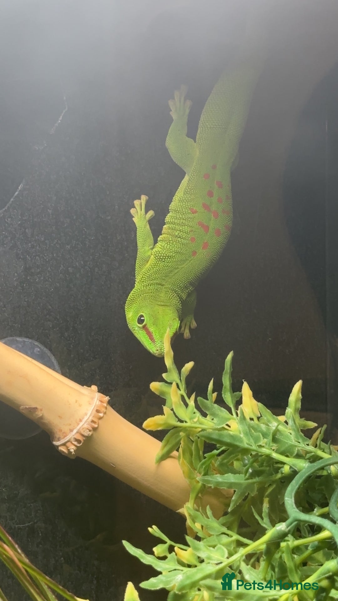 Gecko reptiles for sale: Giant Madagascan Day Gecko - Image 4