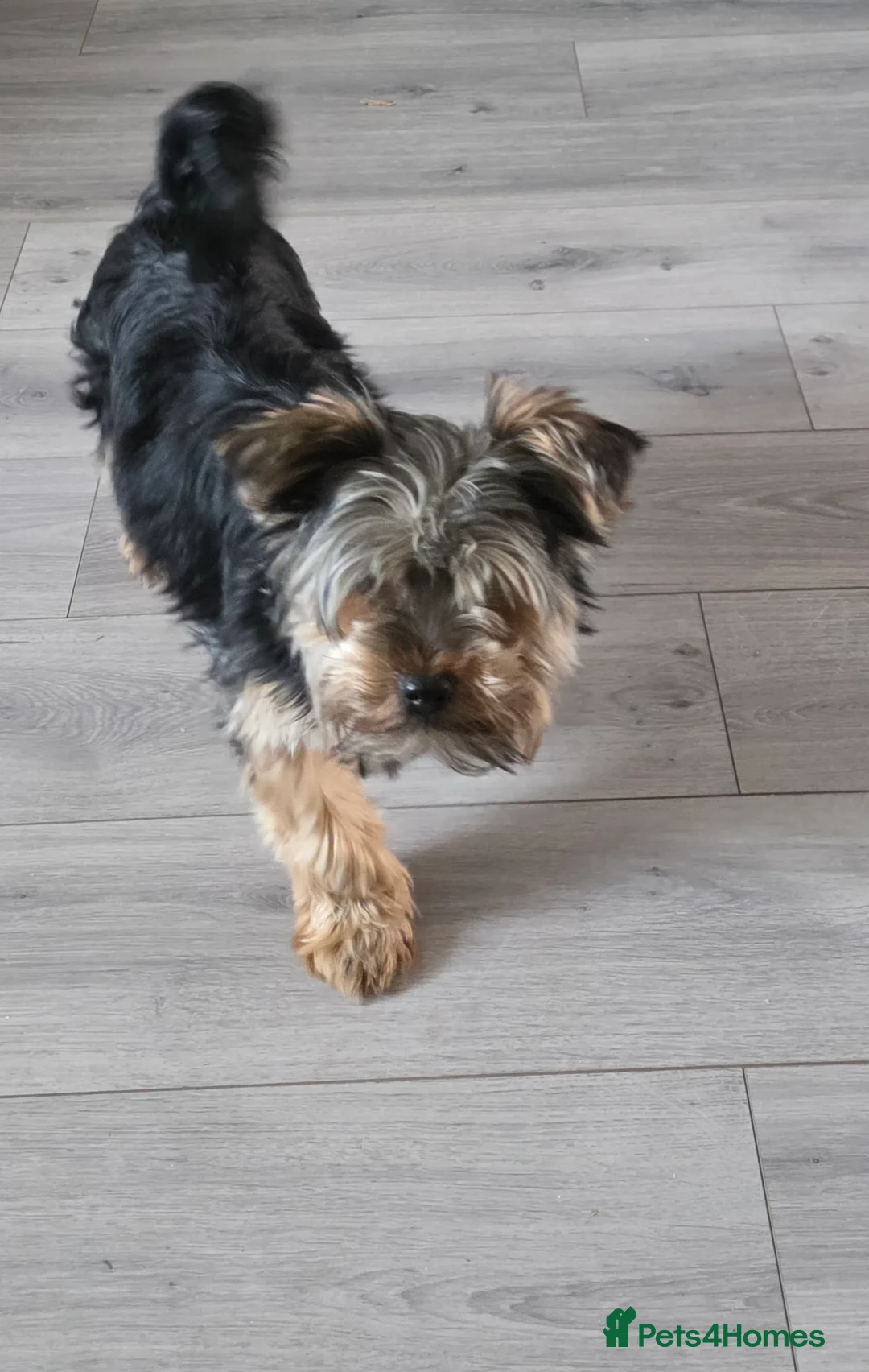Yorkshire Terrier dogs for sale: Mr Bear in Derby - Advert 5