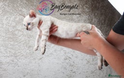 Bengal cats for sale: Champion line Superb Bengal Kittens  - Image 8