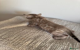Bengal cats for sale: Milo & Maya’s beautiful pure Bengal babies 🐾 - Image 6