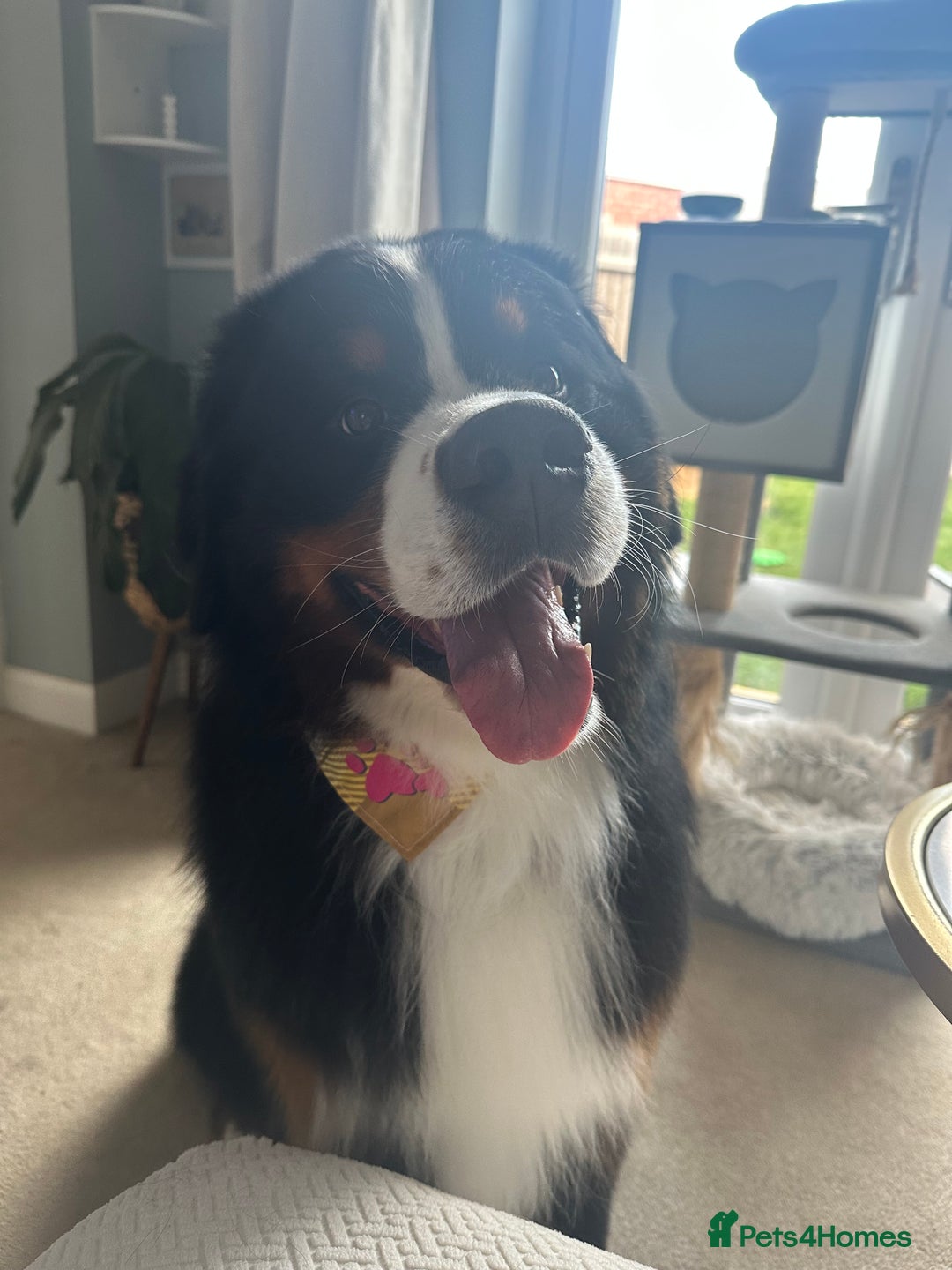 Bernese Mountain Dog dogs for stud: Handsome KC-Registered Bernese Mountain Dog  - Advert 10