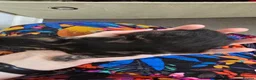 Mixed Breed cats for sale: 3 beautiful long hair kittens - Advert 7