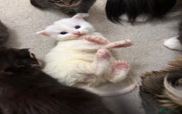 Maine Coon cats for sale: Maine Coon kittens some polydactyl.  - Advert 2