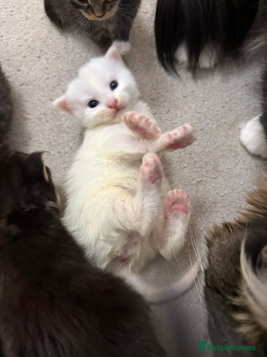 Maine Coon cats for sale: Maine Coon kittens some polydactyl.  - Advert 2