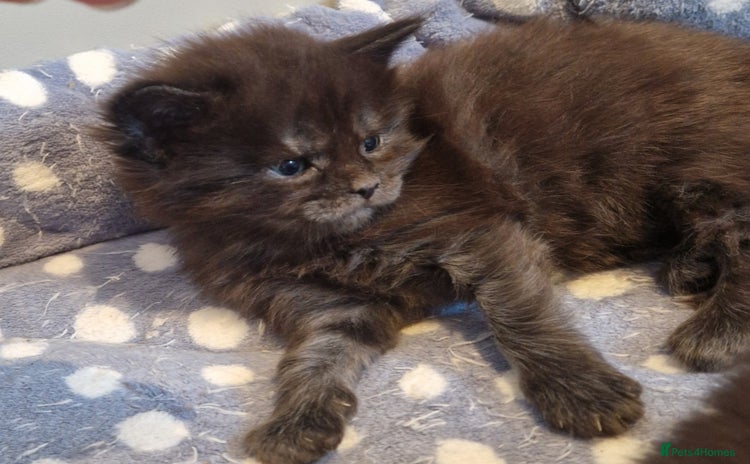 Maine Coon cats - Advert 2