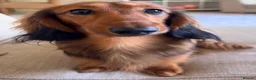 Miniature Dachshund dogs for stud: Beautiful little boy FOR STUD ONLY  - Advert 3
