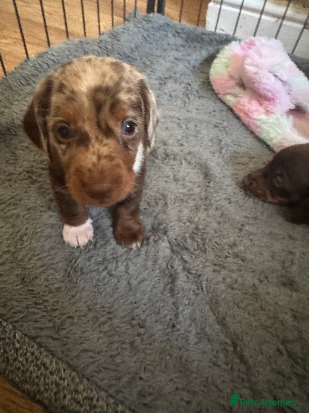 Miniature Dachshund dogs for sale: miniature dachshund for sale  - Advert 15