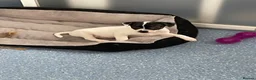 Mixed Breed dogs for sale: 3 male pups  in Pembroke - Advert 10