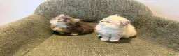 British Longhair cats for sale: 3/4 British Longhaired kittens - Advert 6