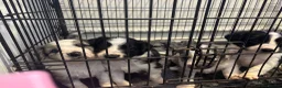 Mixed Breed dogs for sale: Black and White Sprollies 🤍🖤 - Advert 2