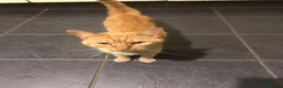 Mixed Breed cats for sale: Family of 3 beautiful cats.  in Felixstowe - Advert 8