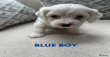 Cavachon dogs - Advert 8