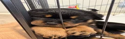 Rottweiler dogs for sale: ROTTWEILER PUPPIES 🐾 in Swansea - Advert 4