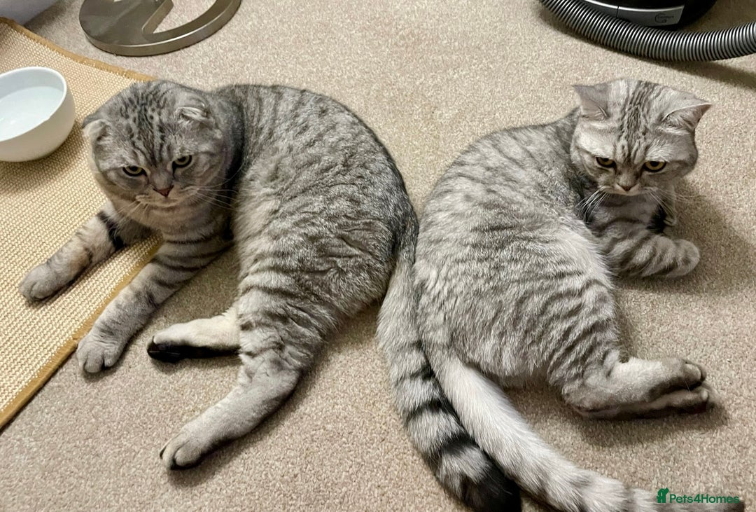 Scottish Fold cats for sale: Loving home wanted for 2 Scottish Fold boys - Image 5