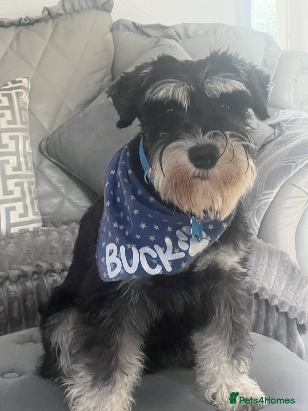 Miniature Schnauzer dogs for stud: 🐾🌟Miniature Schnauzer Stunning Stud 🌟🐾 - Advert 2