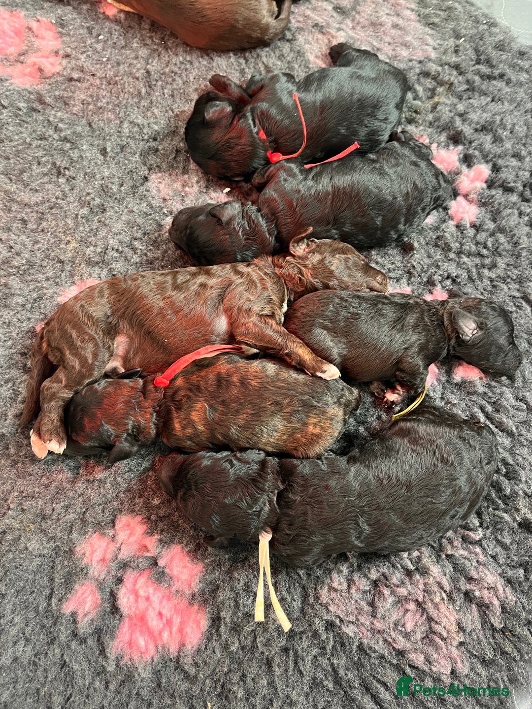 Australian Labradoodle dogs for sale: Home raised, DNA tested, Australian Labradoodles - Image 3