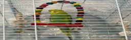 Budgerigars birds for sale: Comes as a pair  - Advert 2