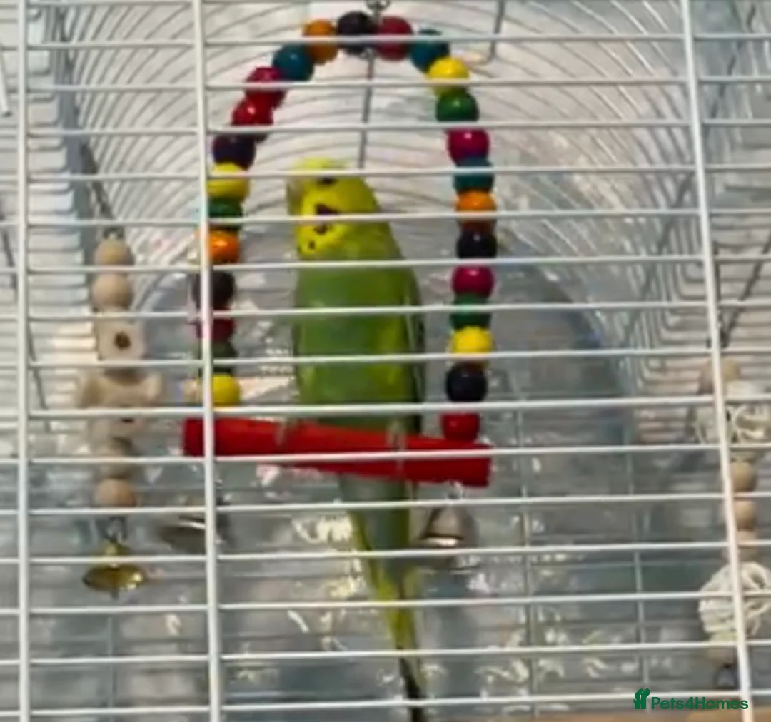 Budgerigars birds for sale: Comes as a pair  - Advert 2