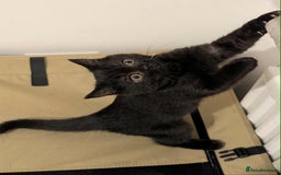 British Shorthair cats for sale: Ready now!! British shorthair kittens  - Image 10